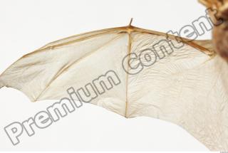 European Bat - Barbastella barbastellus 0018